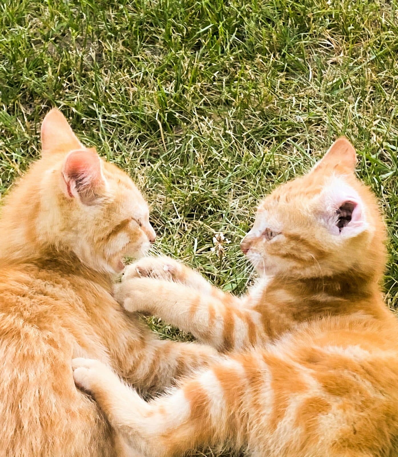 Two ginger kittens lying together on grass, one resting a paw across the other