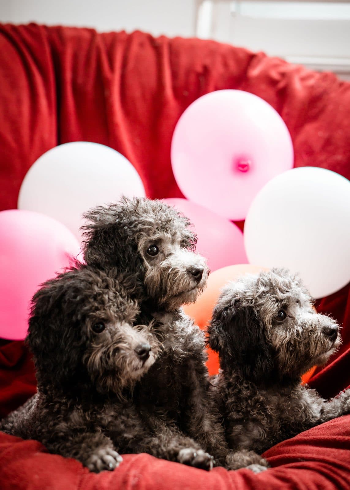 Three small grey poodles resting together on a red blanket among balloons