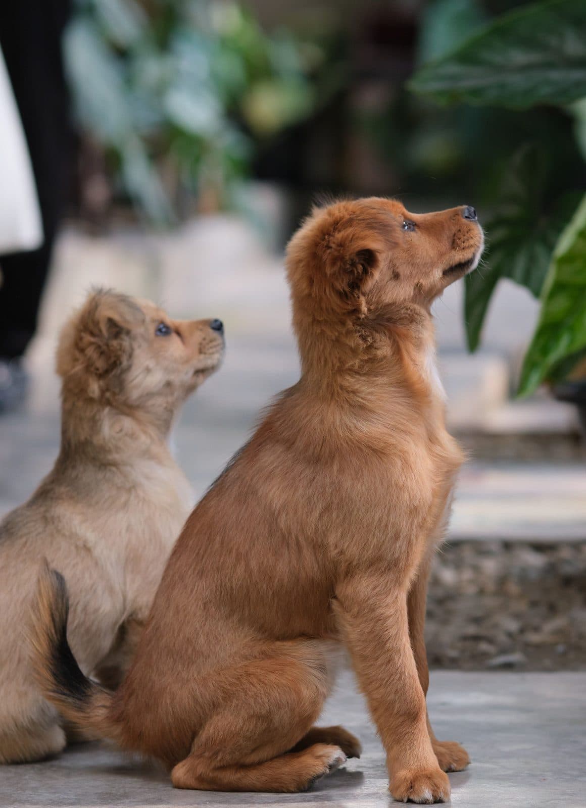 Two young dogs sitting side by side on a stone floor, both looking up