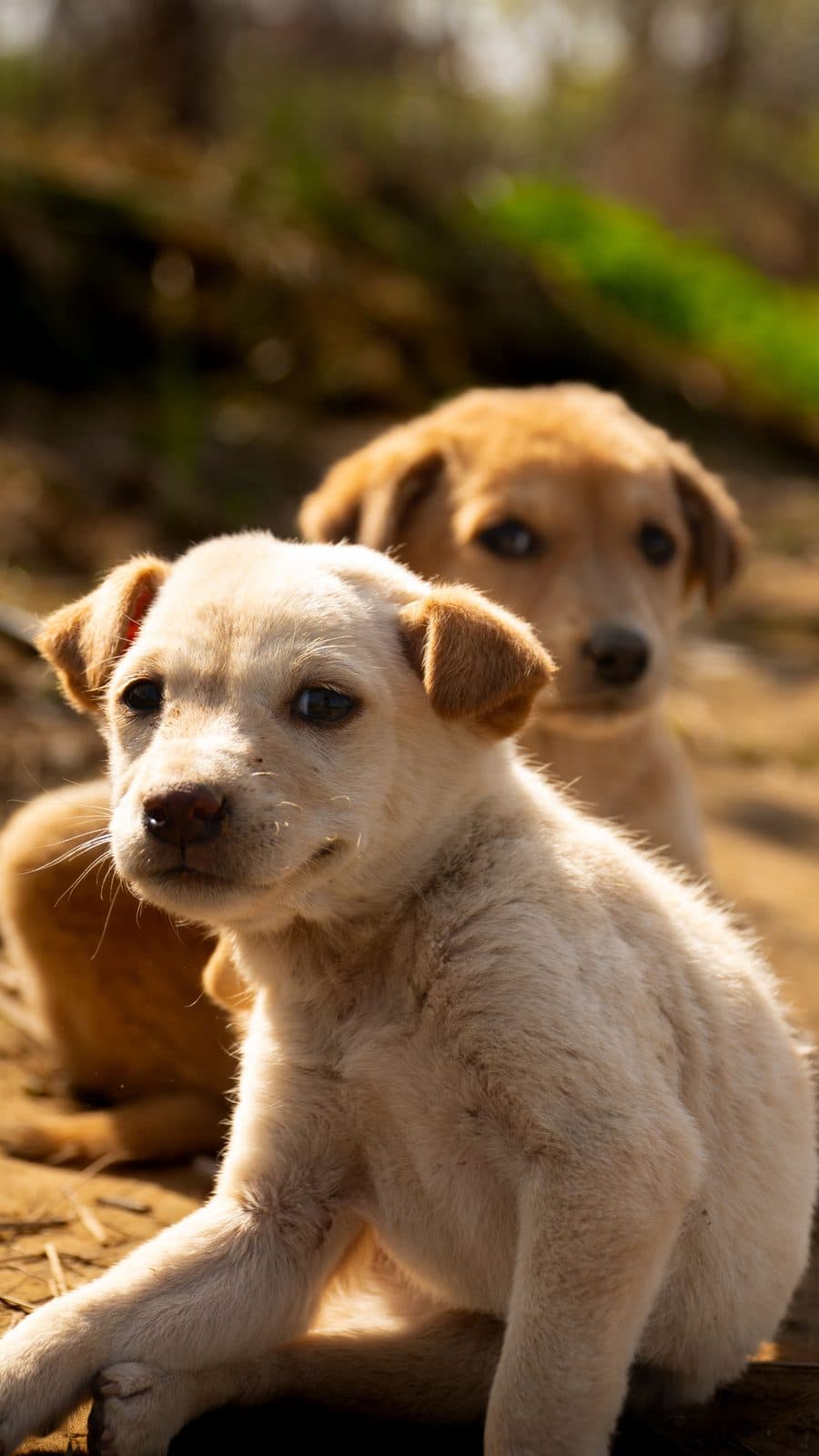 Two cream-coloured puppies sitting together in late afternoon sunlight